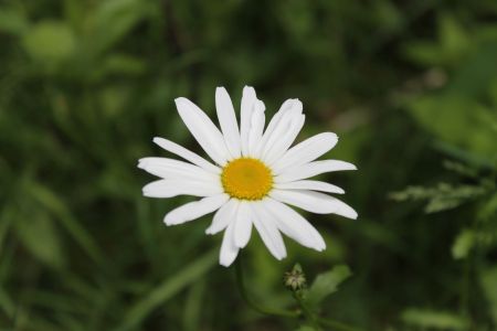 Detailaufnahme Margerite