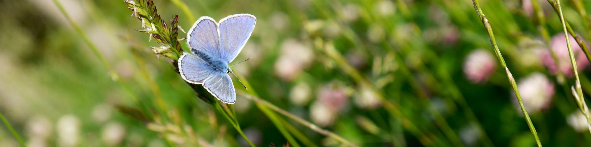 Blauer Schmetterling auf einer Wiese